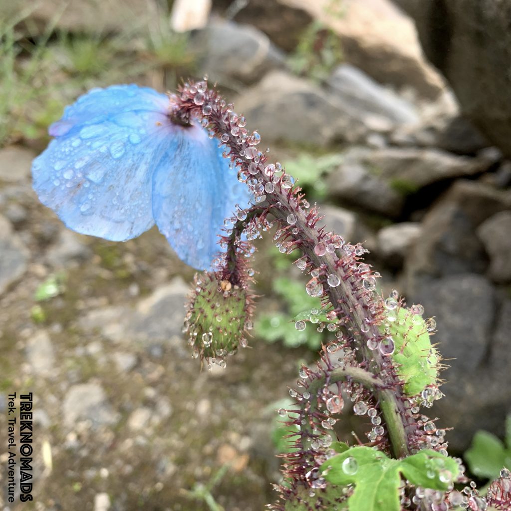 valley of flowers trek 