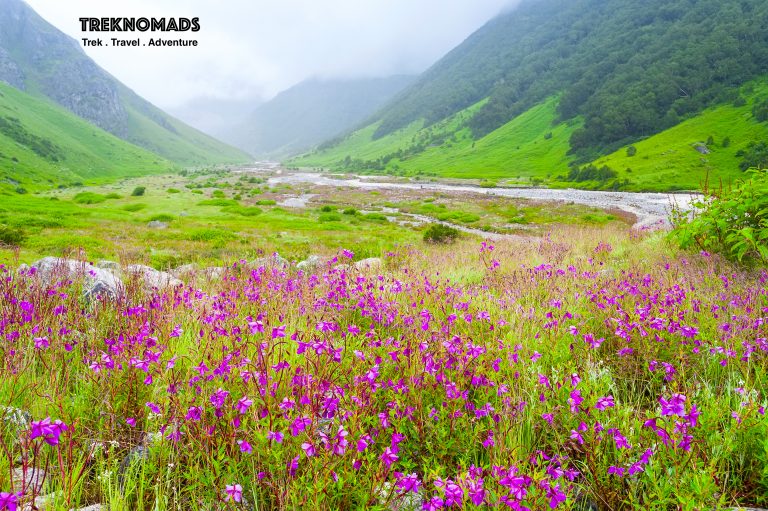 The Pushpavati River bed - around 4 kms from the main gate - Valley of Flowers, Uttarakhand. Epilobium Latifolium, River Beauty Flowers.