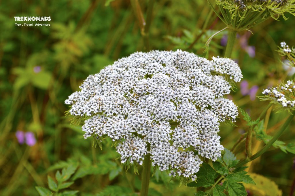 Common name: Grey Stem Spirea • Hindi: झाड़ मैराला Jhar Mairala Botanical name: Spiraea canescens Family: Rosaceae (Rose family) Synonyms: Spiraea flagelliformis, Spiraea rotundifolia