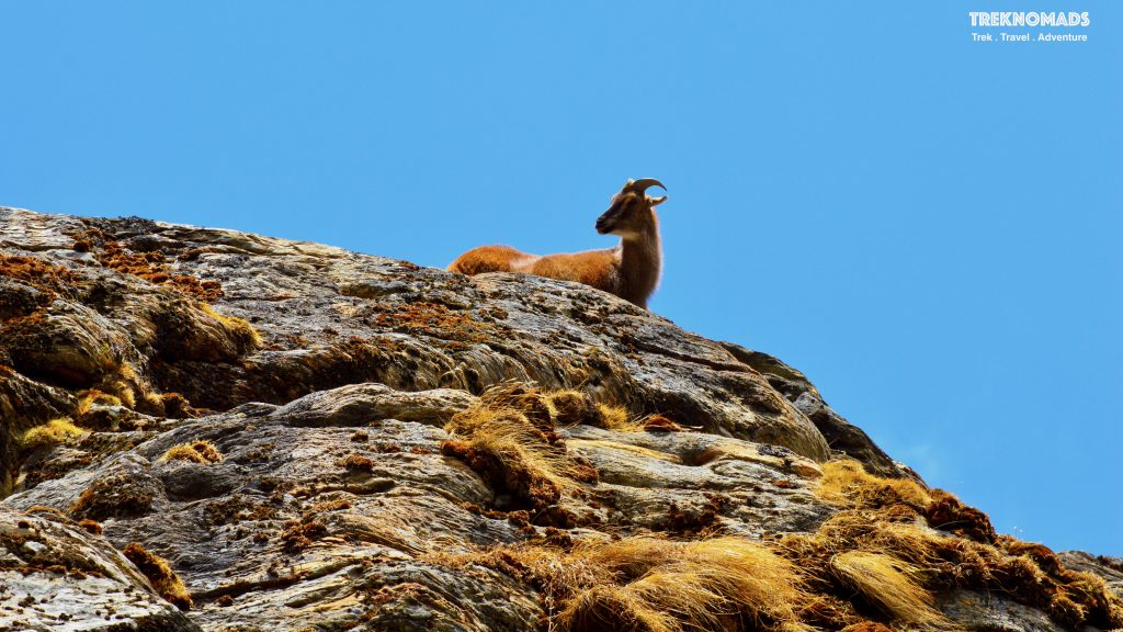 Himalayan goral animals in everest base camp