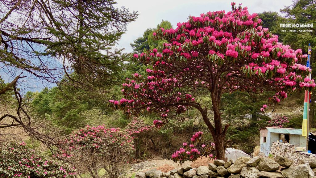 Rhododendron Tree