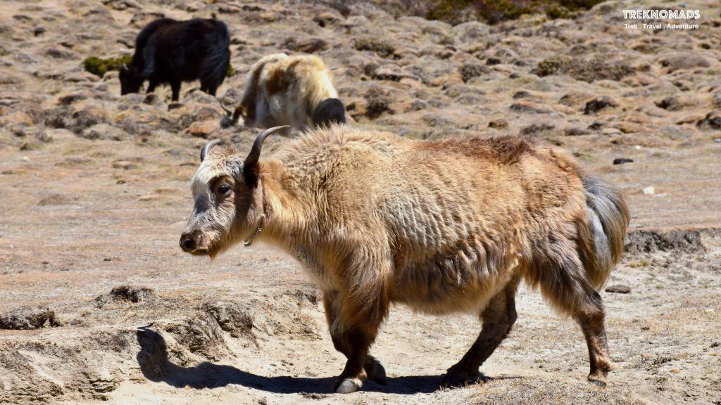 Himalyan Yak. Nak - male, Dri - Female