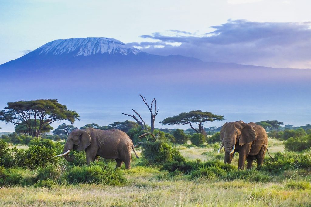 kilimanjaro national park