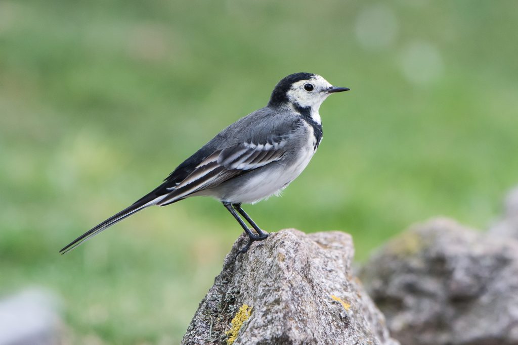 wagtail bird