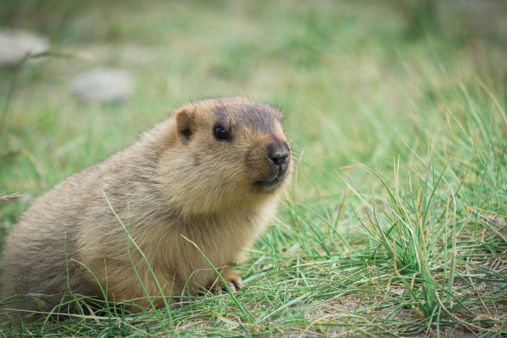 marmot