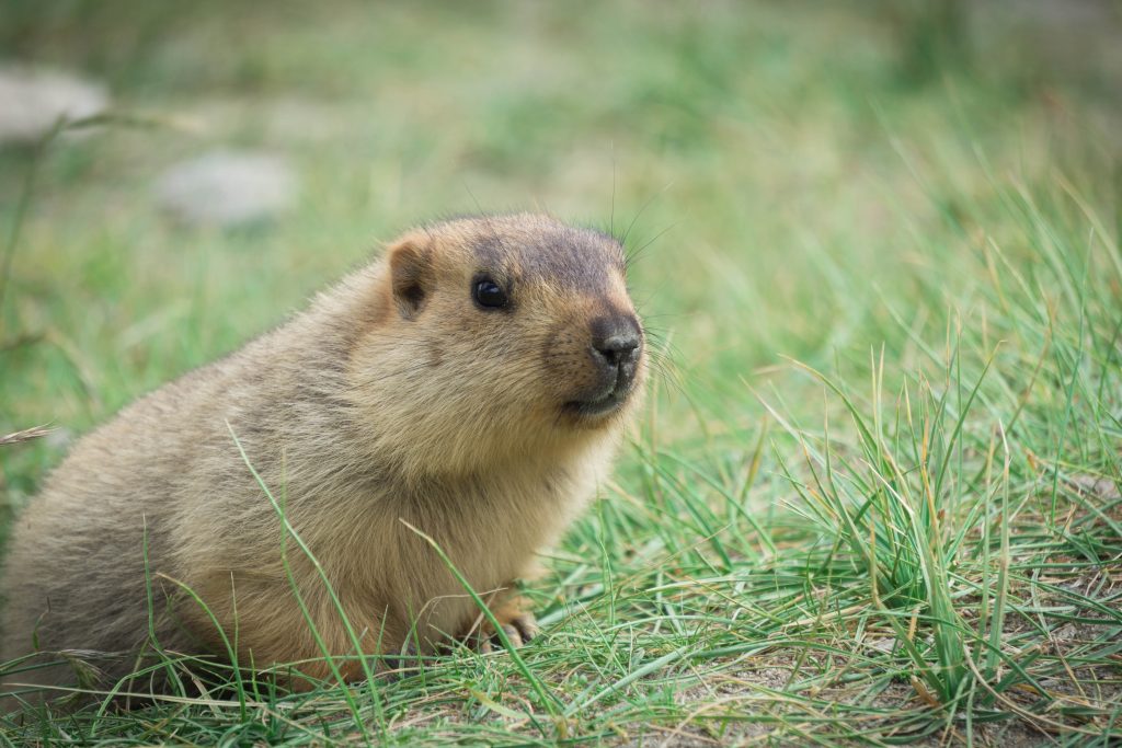 Himalayan marmots