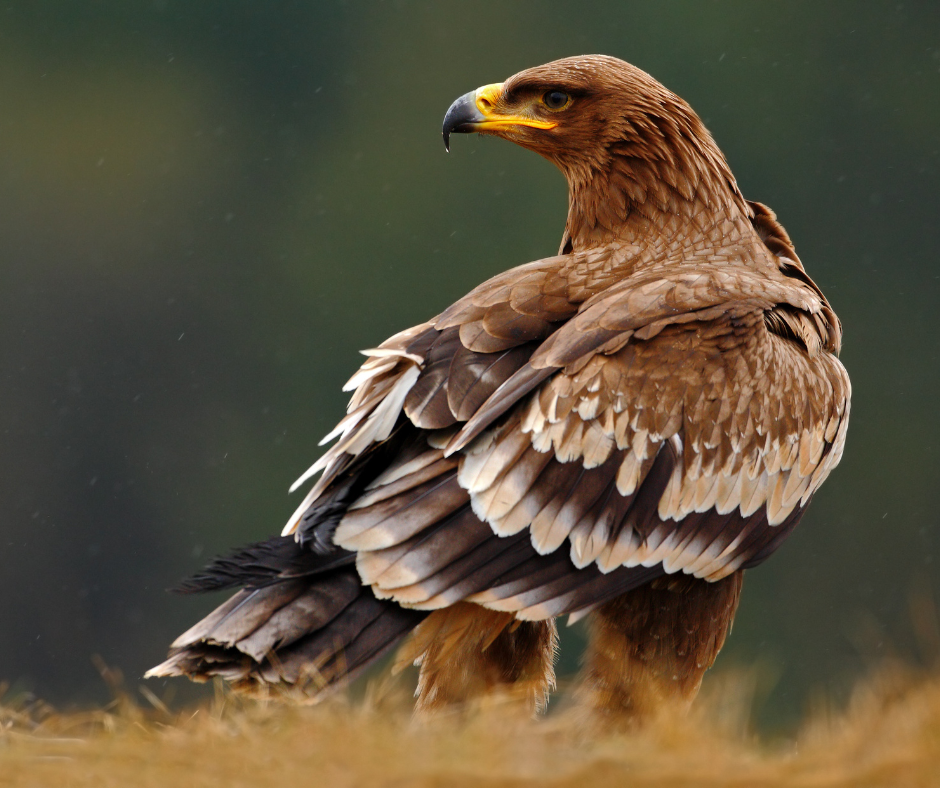  Kuari Pass: A Birdwatcher’s Paradise: Steppe Eagle