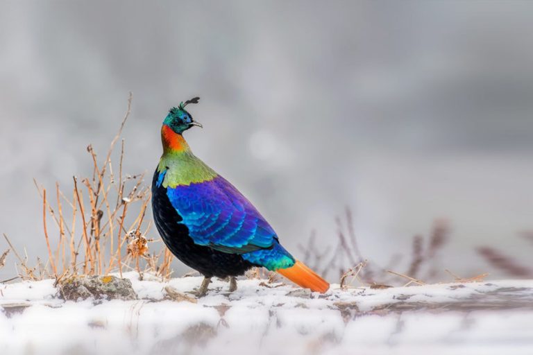 A Birdwatcher’s Paradise: Feathered Friends of Kuari Pass